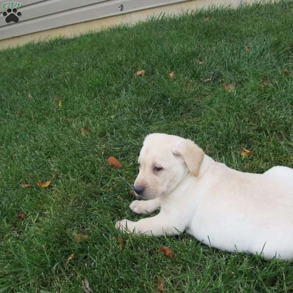 Sally, Yellow Labrador Retriever Puppy